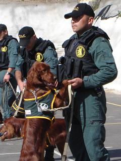 Perros adiestrados de gendarmería
